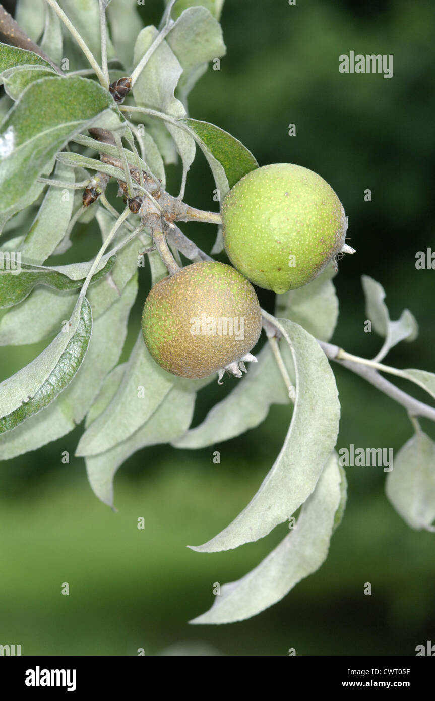 Snow Pear Pyrus nivalis (Rosaceae) Stock Photo