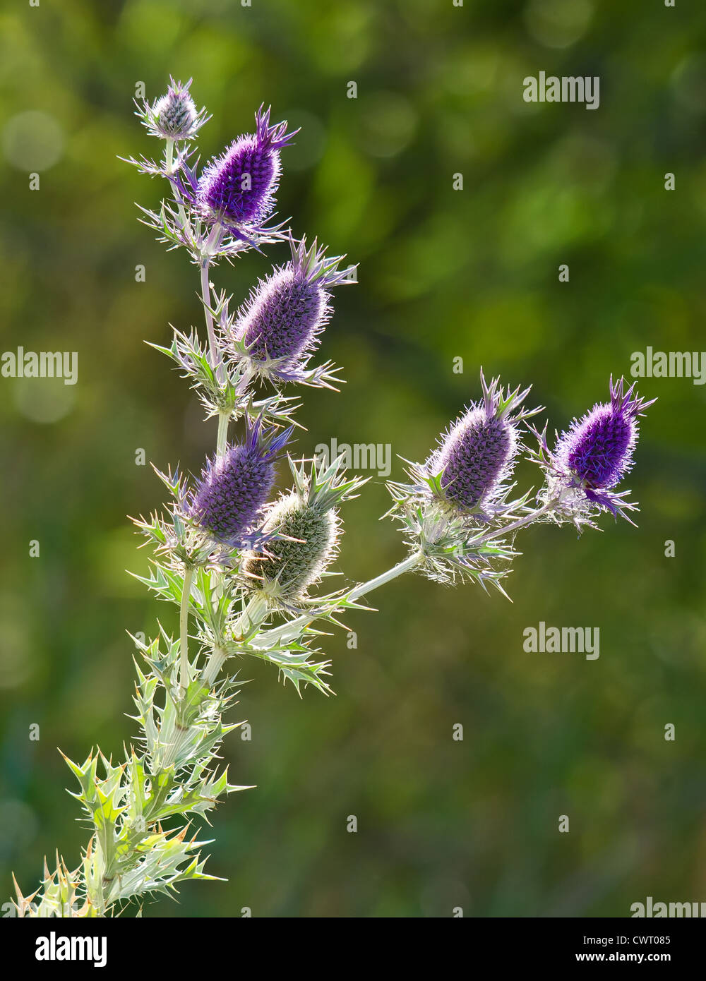 Purple Eryngo wildflower (Eryngium leavenworthii) in backlit Stock