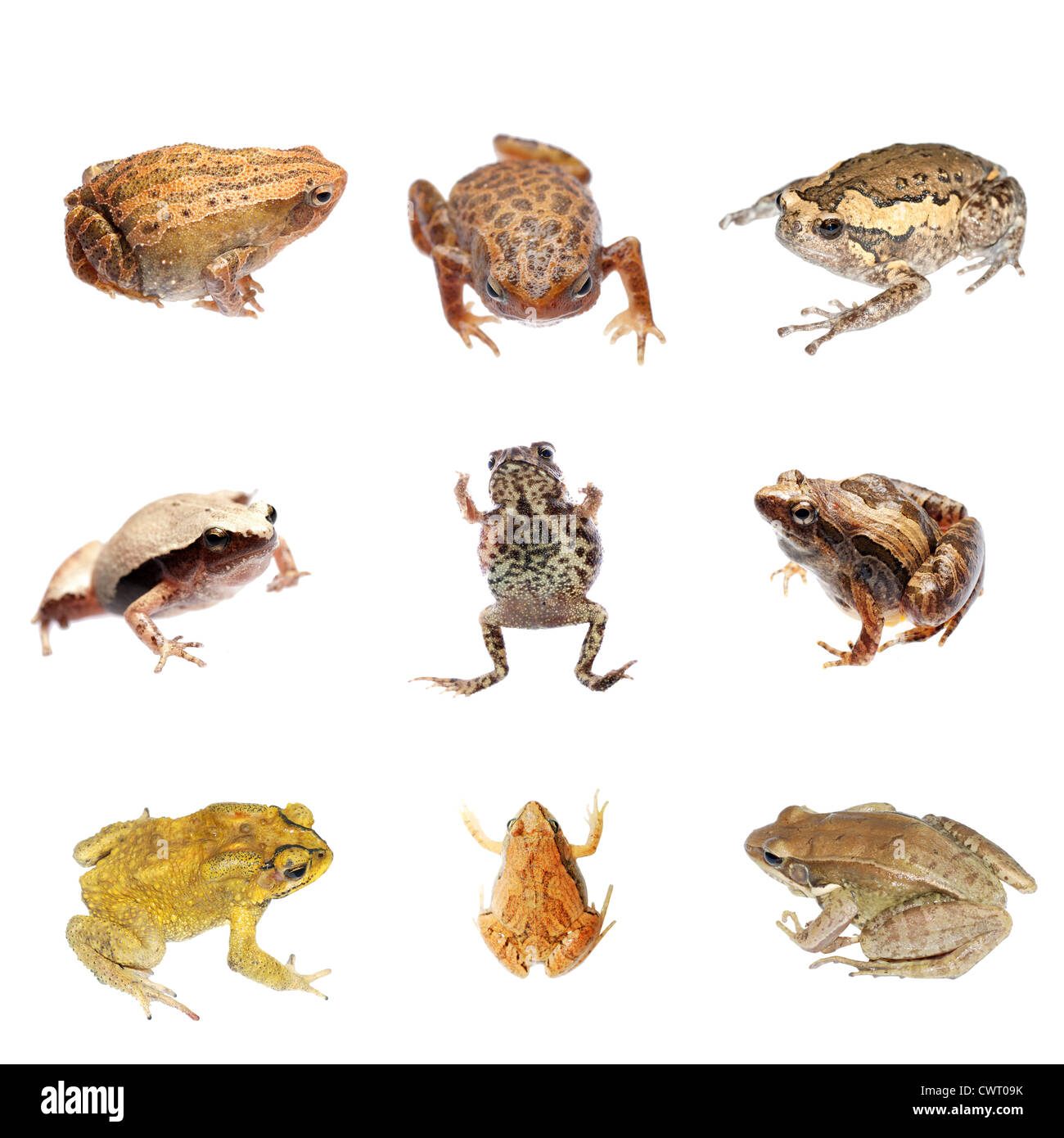 animal set frog and toad collection Stock Photo