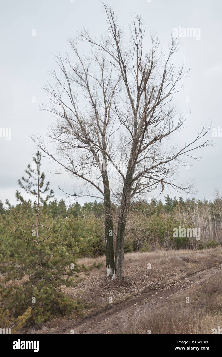 Leafless tree and road hi-res stock photography and images - Alamy