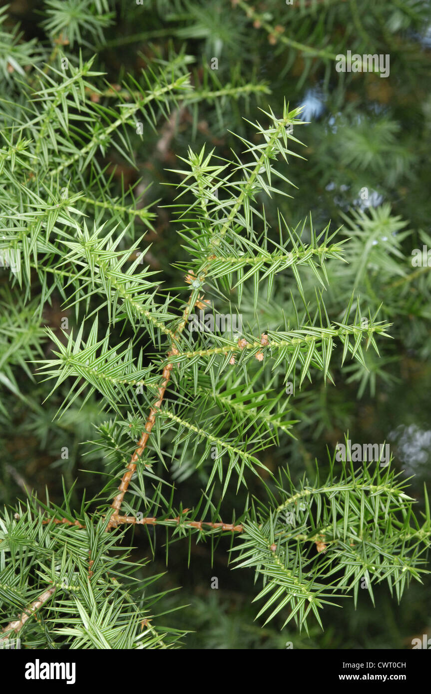 Syrian Juniper Juniperus drupacea (Cupressaceae) Stock Photo