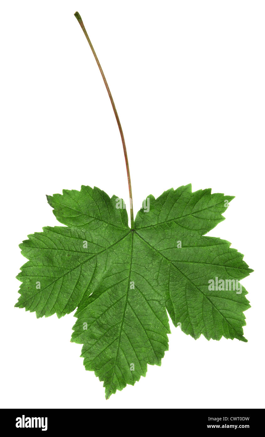 Sycamore Acer pseudoplatanus Aceraceae Stock Photo