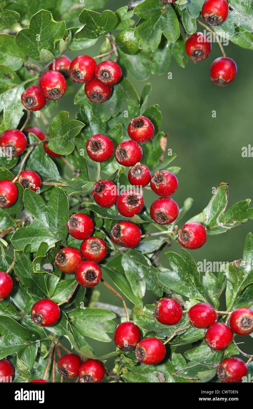 Common Hawthorn Crataegus monogyna Rosaceae Stock Photo