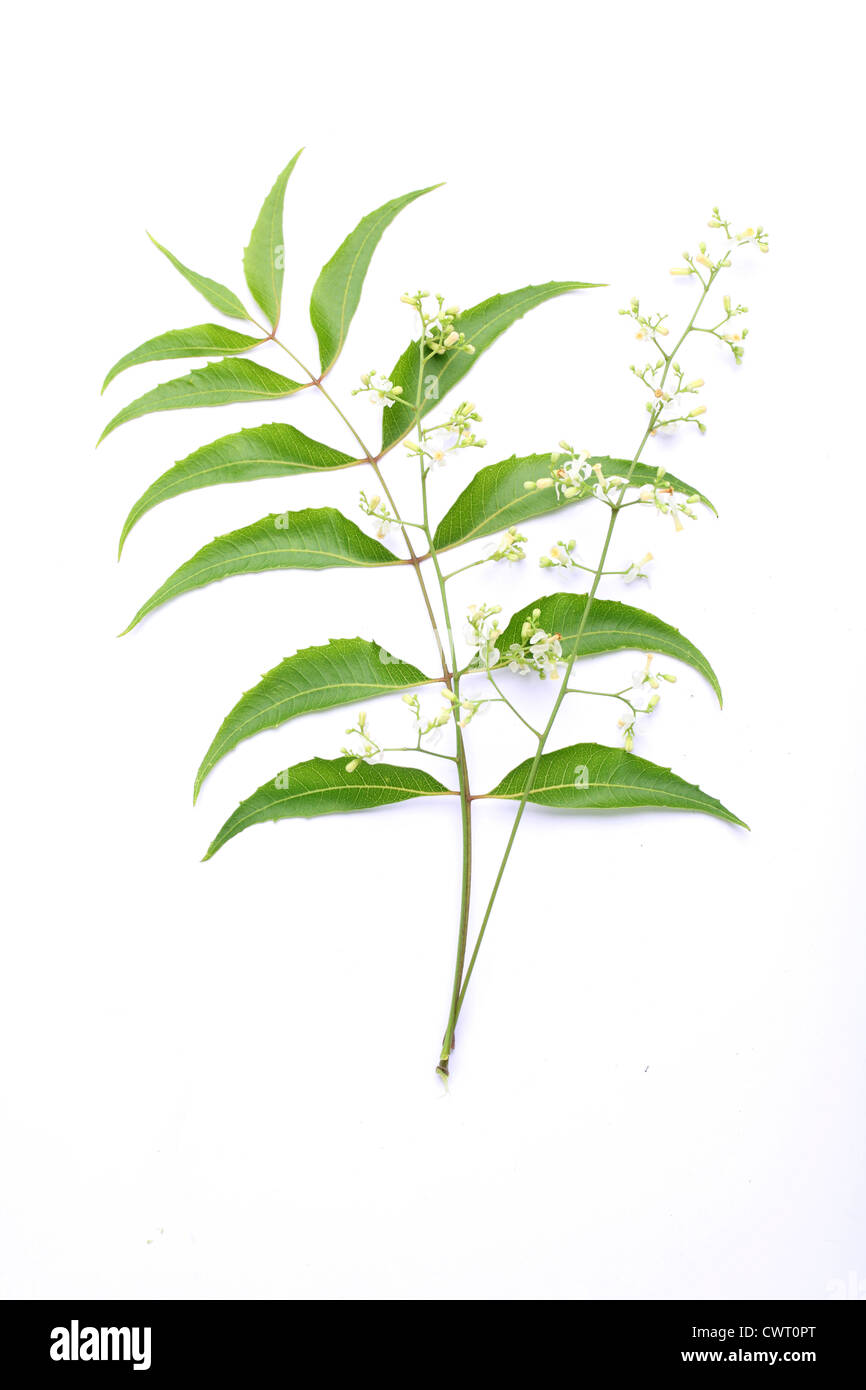 Neem leaves-Azadirachta indica,medicinal plant Stock Photo