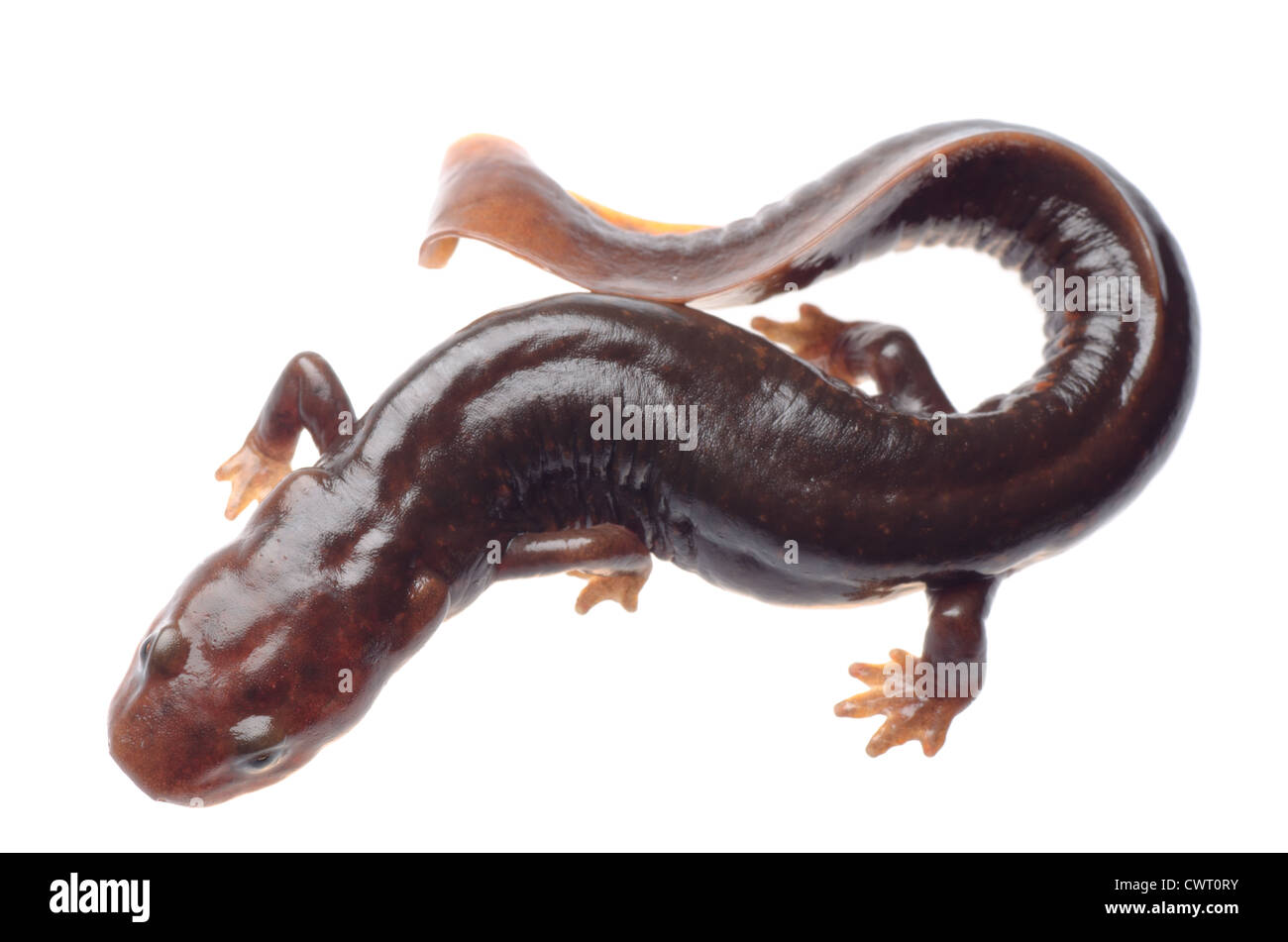 animal amphibia salamander newt isolated on white Stock Photo