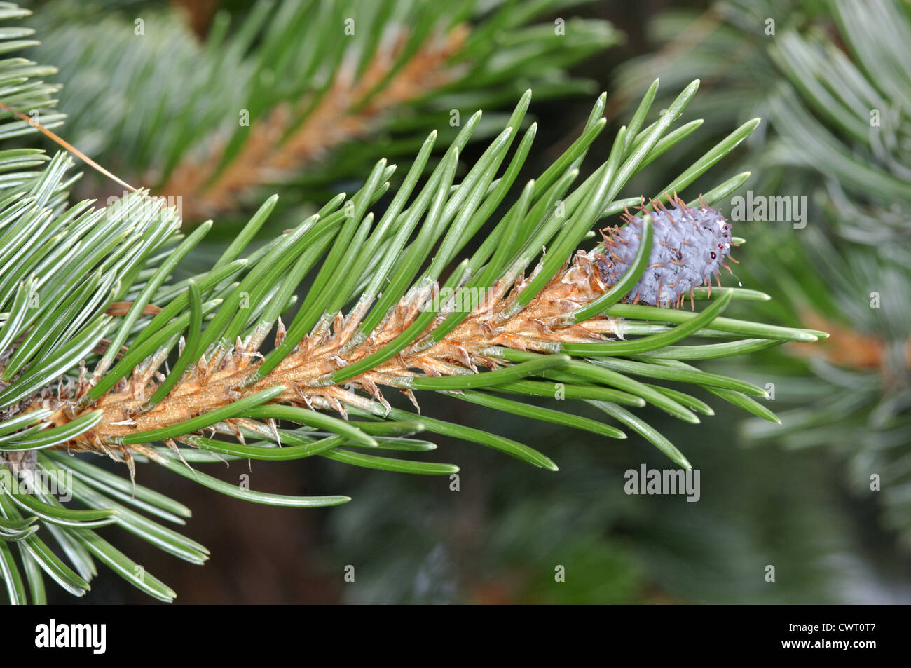 Rocky Mountain Bristlecone Pine Pinus aristata (Pinaceae) Stock Photo