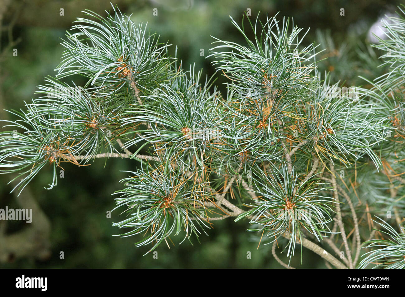 Arolla Pine Pinus cembra (Pinaceae) Stock Photo