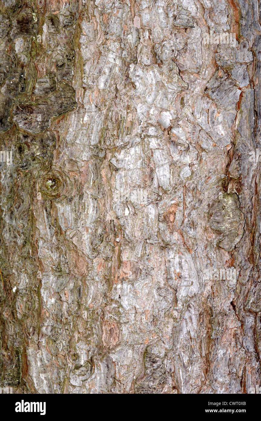 Arolla Pine Pinus cembra (Pinaceae) Stock Photo