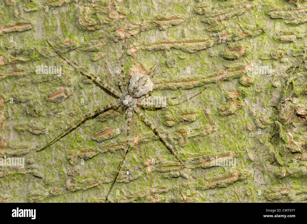 animal spider hide on tree Stock Photo Alamy
