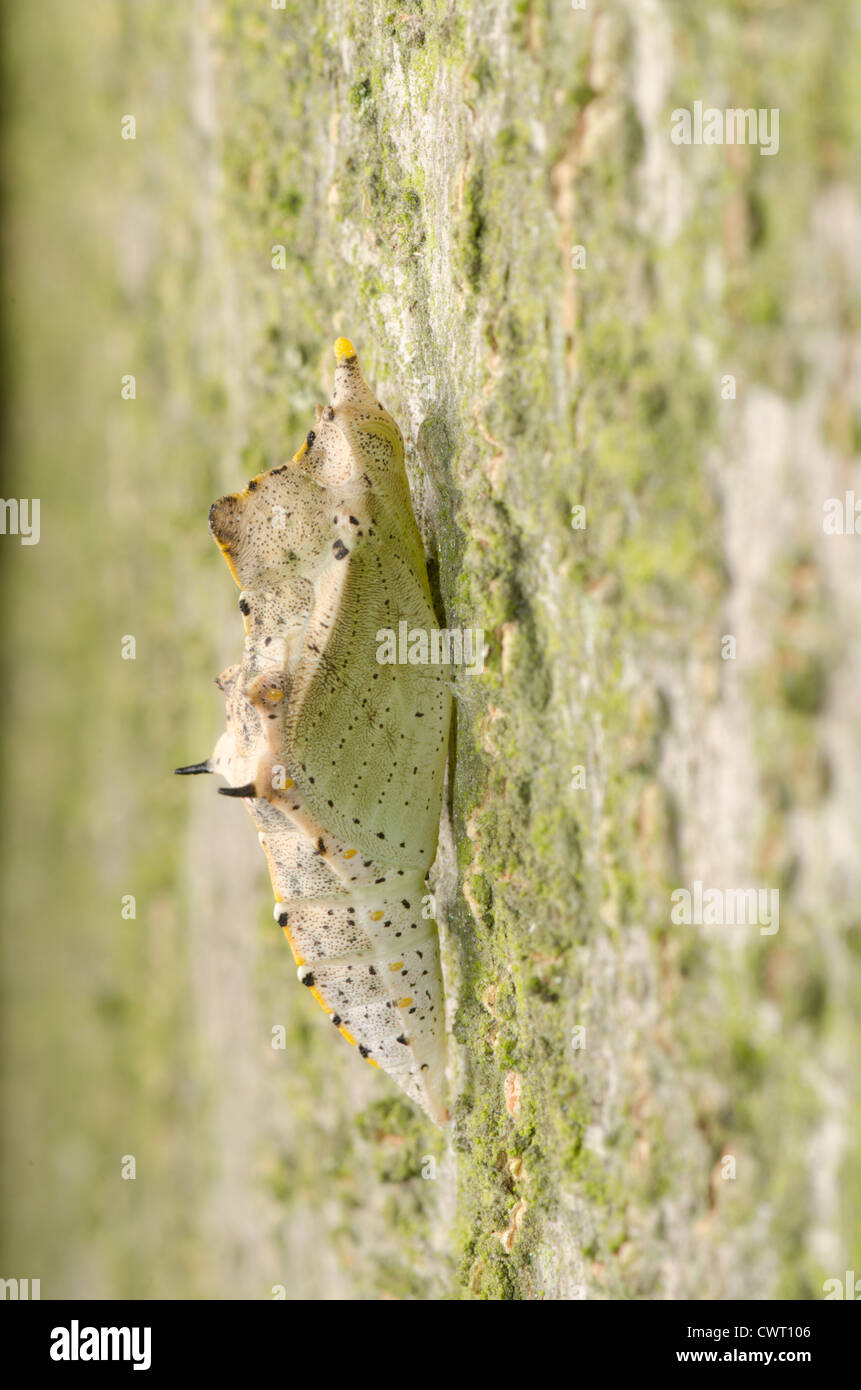 insect butterfly cocoon on green tree trunk surface Stock Photo Alamy