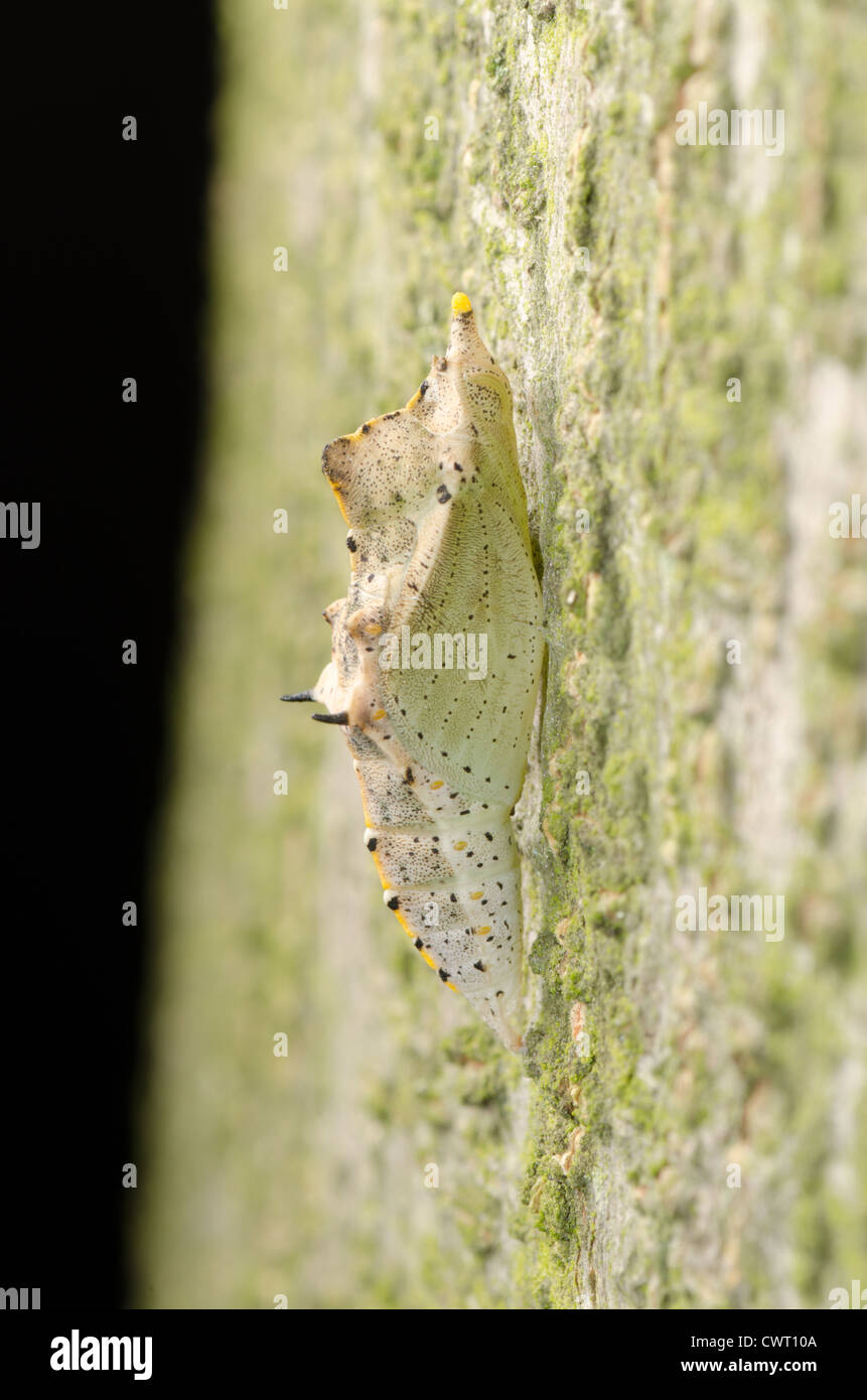 insect butterfly cocoon on green tree trunk surface Stock Photo Alamy