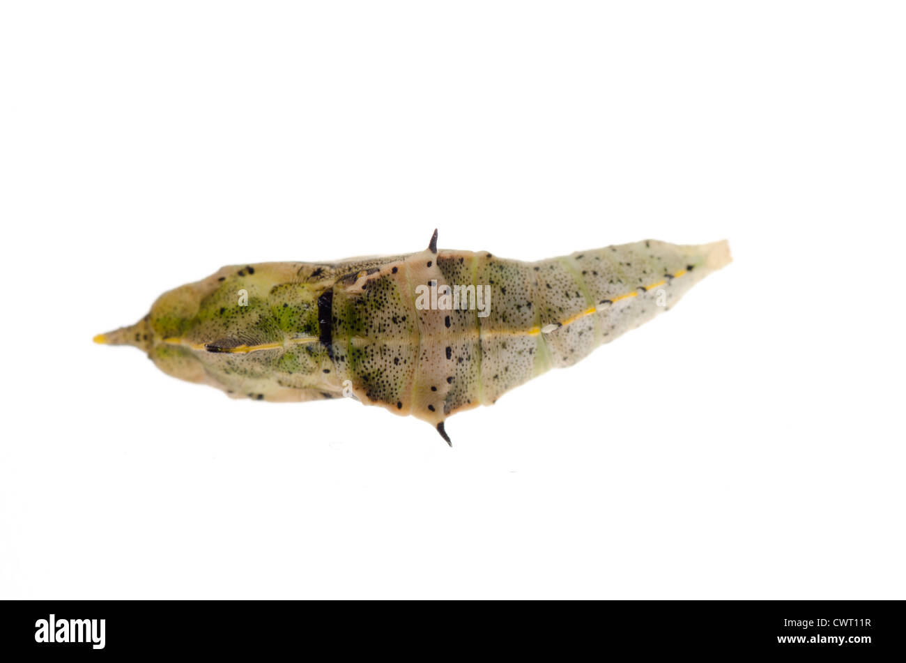 insect small white butterfly cocoon isolated Stock Photo Alamy