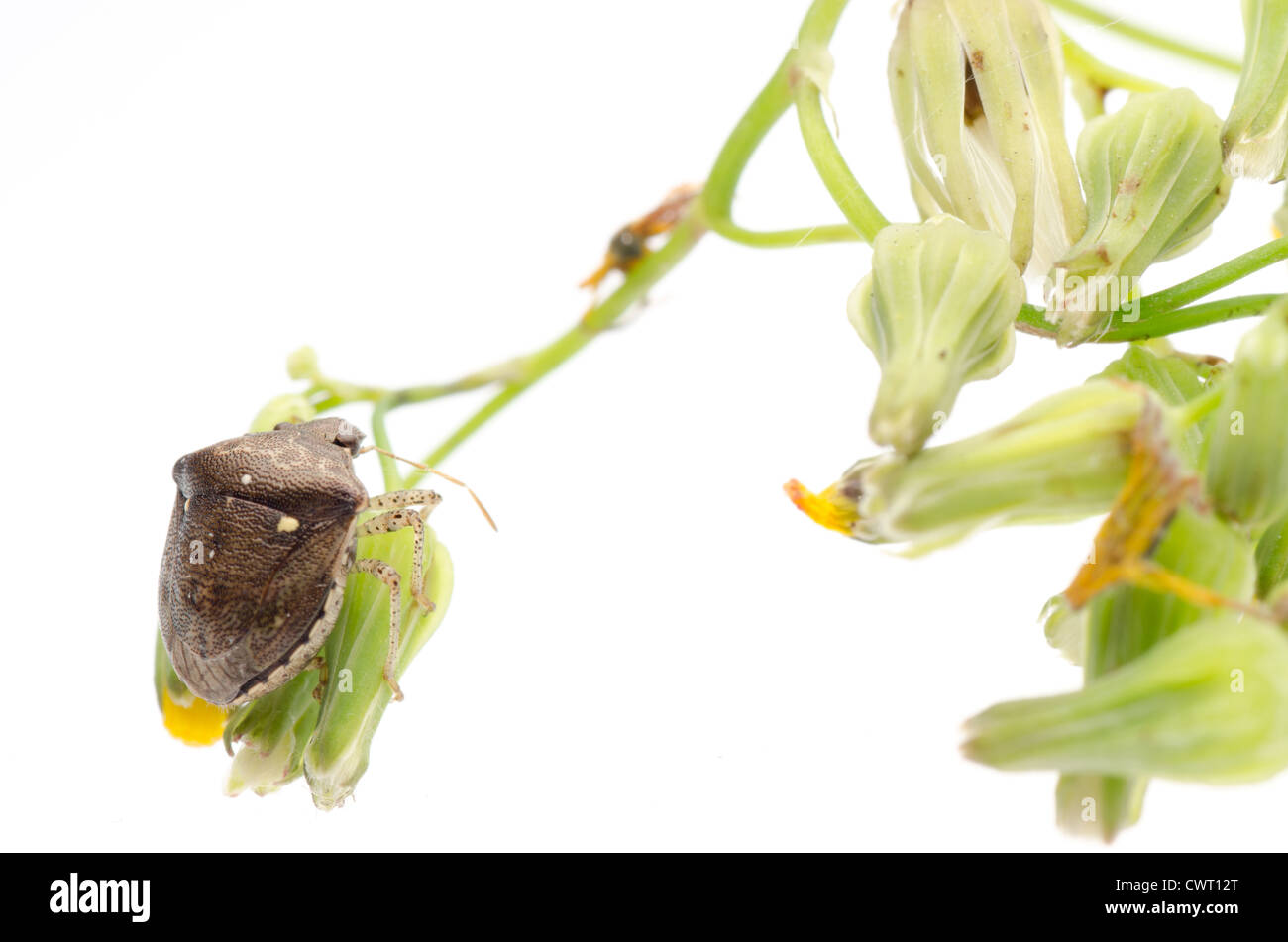 insect shield bug isolated on white Stock Photo - Alamy