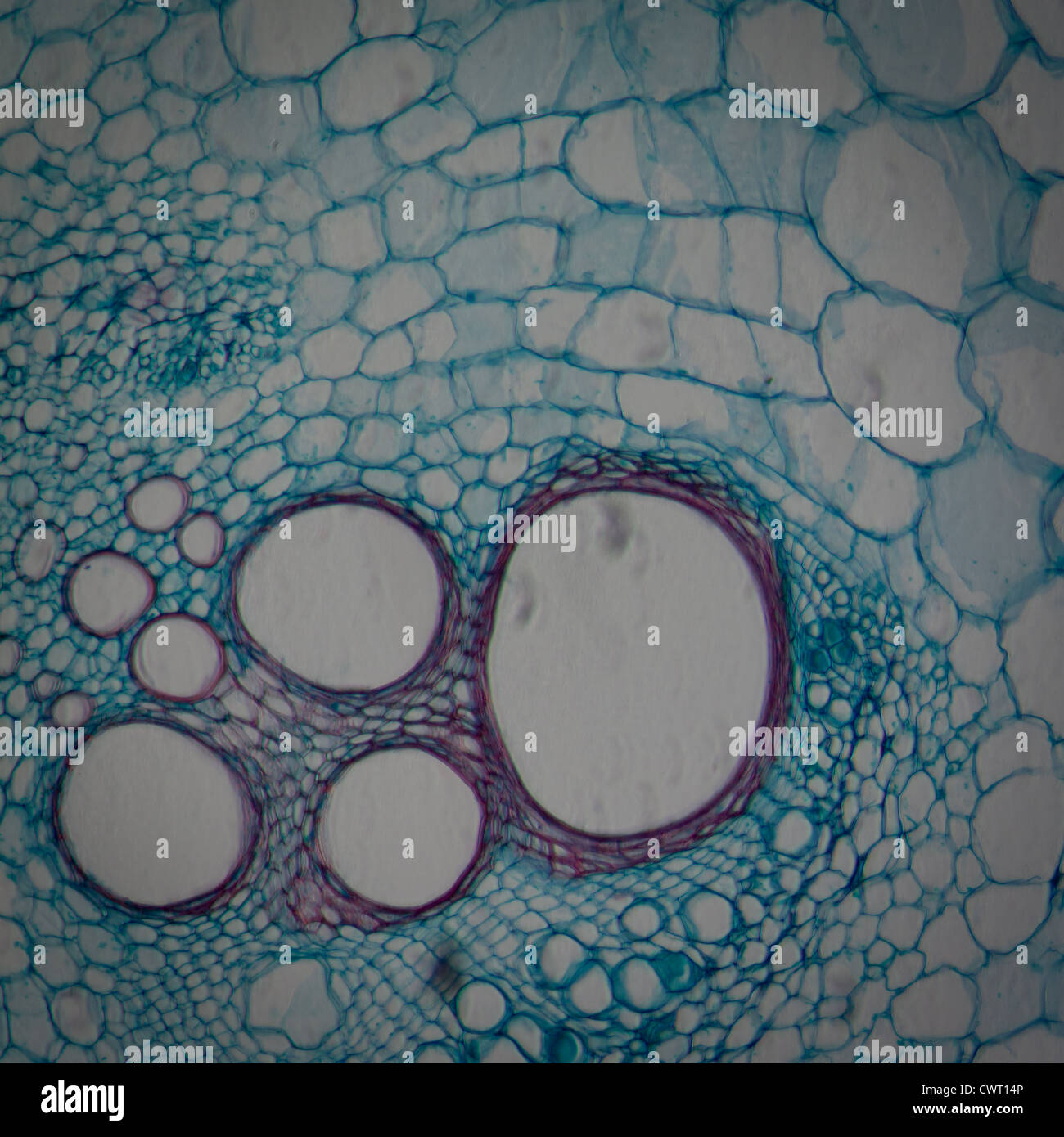microscopy micrograph plant tissue, stem of pumpkin, magnification 200X