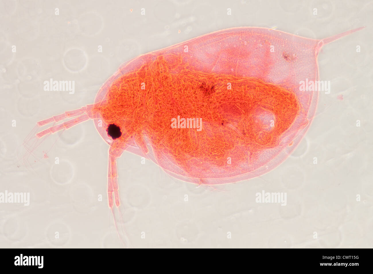 science microscopy micrograph animal water flea, Magnification 50X. Stock Photo