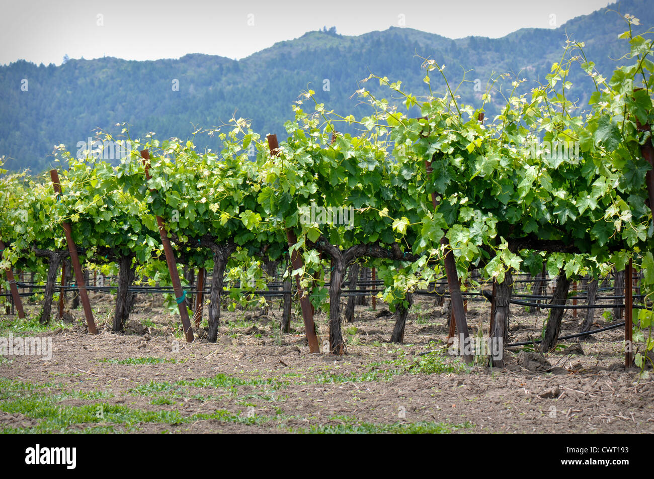 Rows of Grape Vines in Napa Valley California Stock Photo