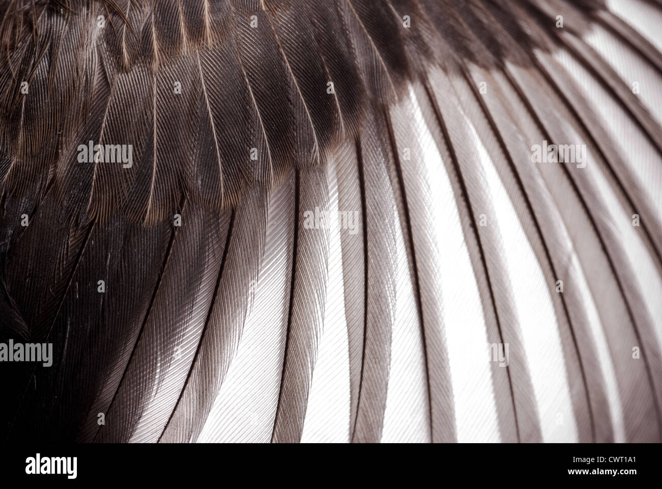 bird wing feather texture background Stock Photo