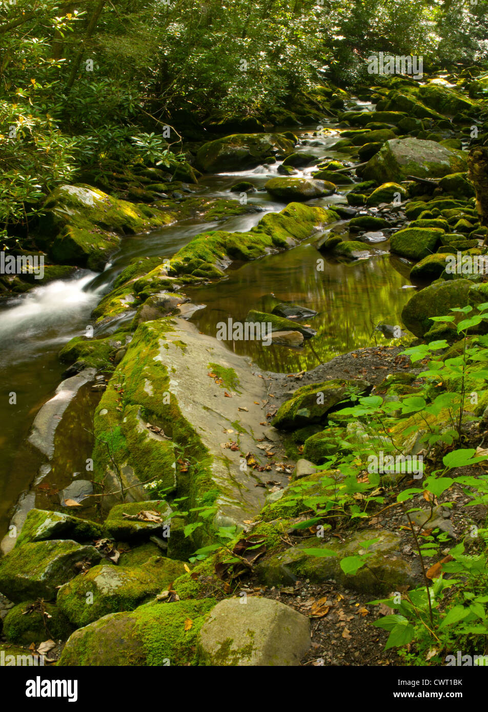 Small mountain stream surrounded by lush green forest  and moss covered rocks in the Great Smoky Mountains National Park Stock Photo