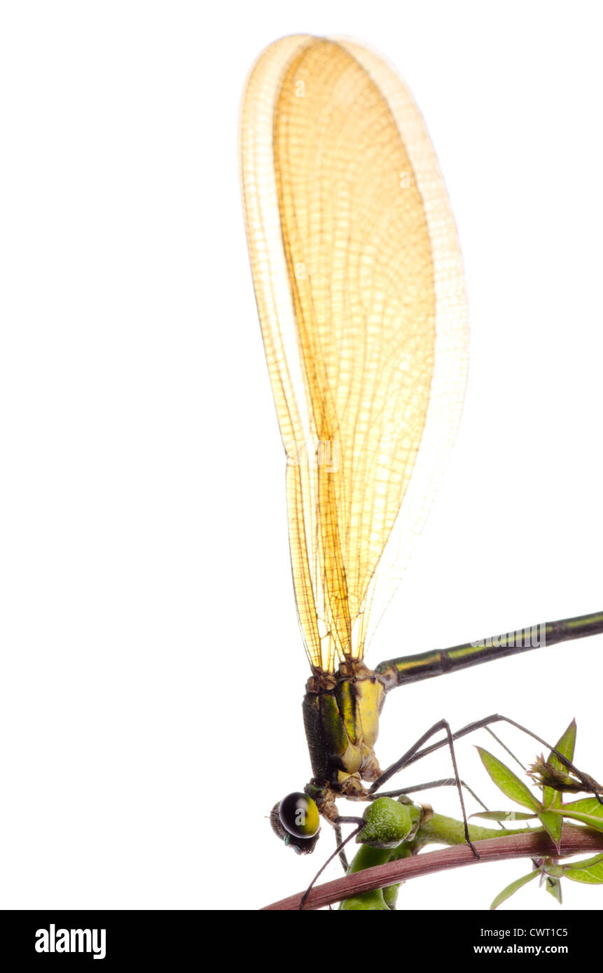 insect damselfly dragonfly isolated on white Stock Photo - Alamy