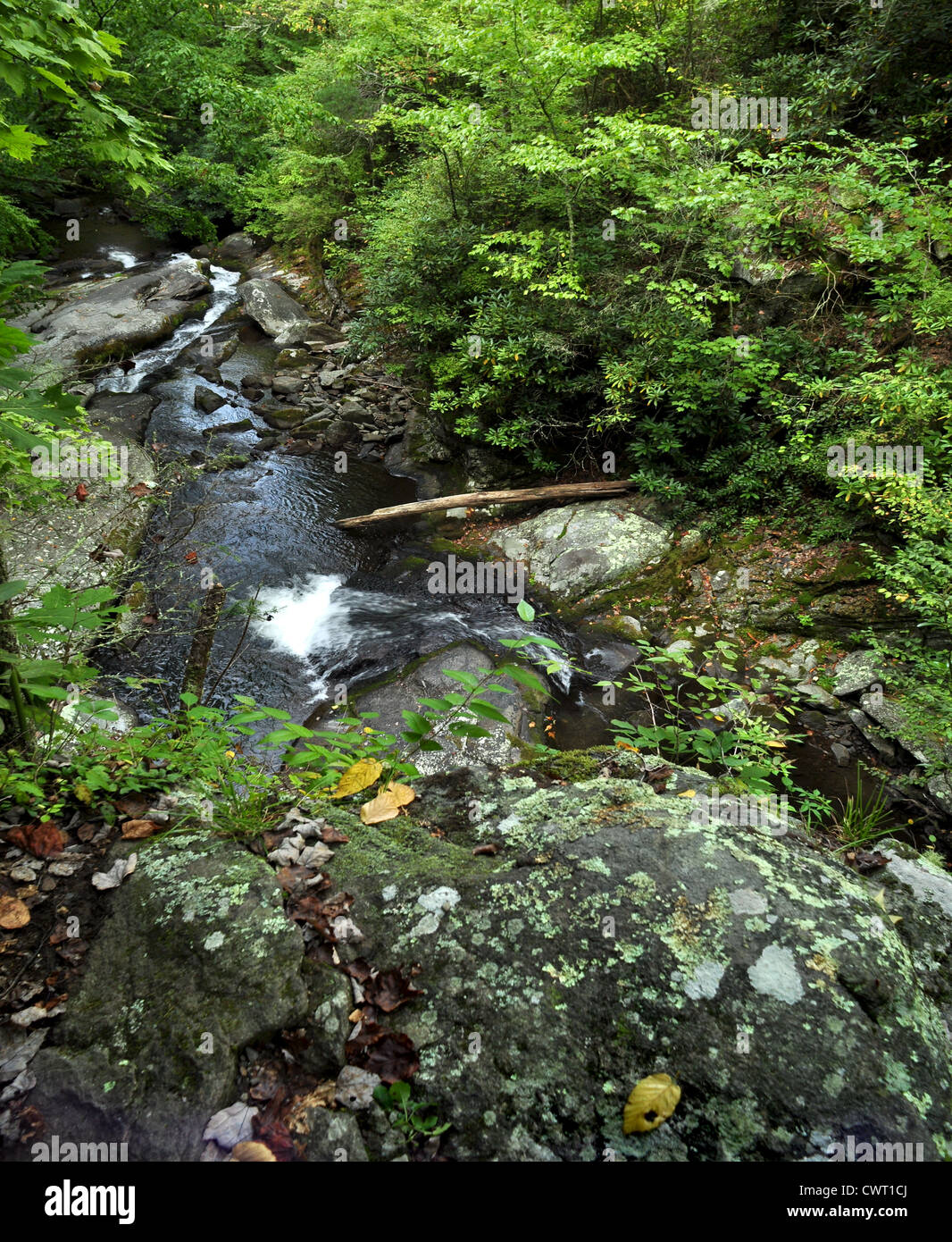 Small mountain stream surrounded by lush green forest  and lush vegetation  in the Great Smoky Mountains National Park Stock Photo