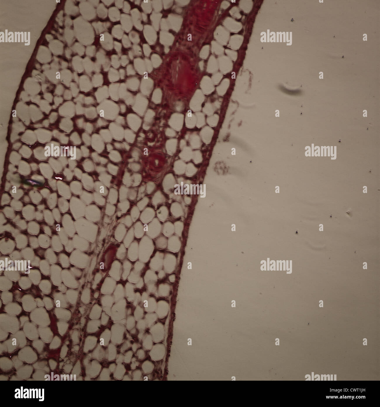science medical anthropotomy physiology micrograph of blood vessel, artery and vein. Stock Photo