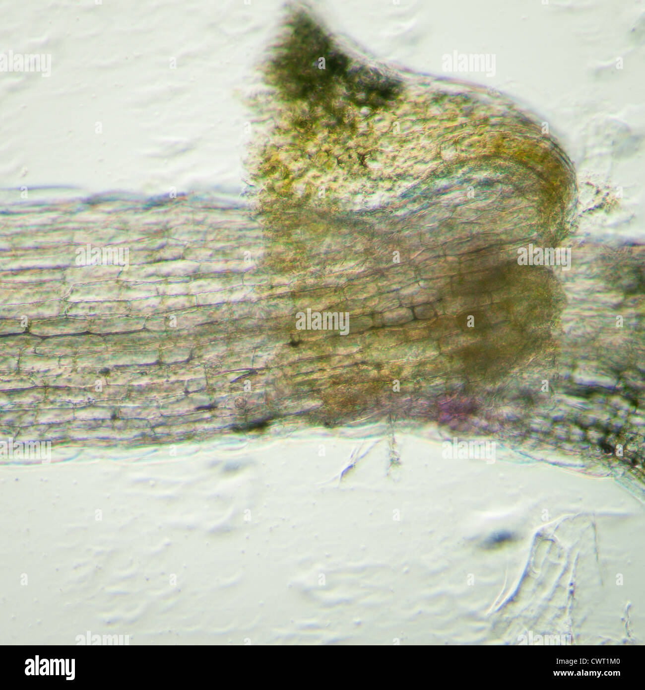 science botany micrograph plant arabidopsis thaliana root tissue micro Stock Photo