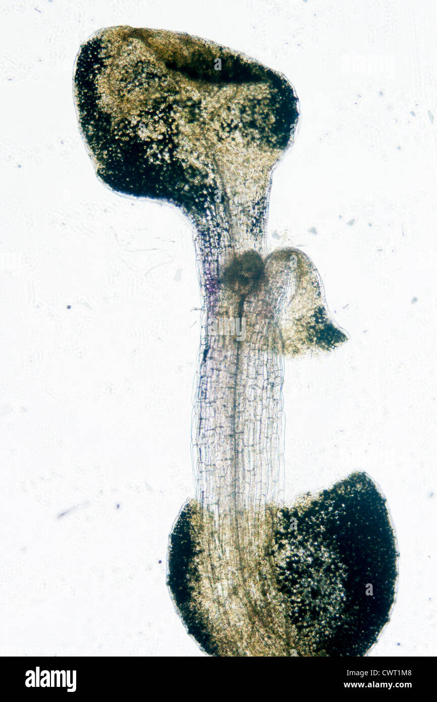 science botany micrograph plant arabidopsis thaliana root tissue micro Stock Photo