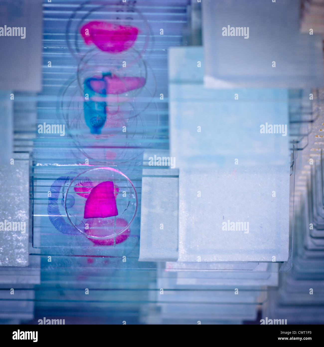 science medical glass microscope slide with sample Stock Photo Alamy