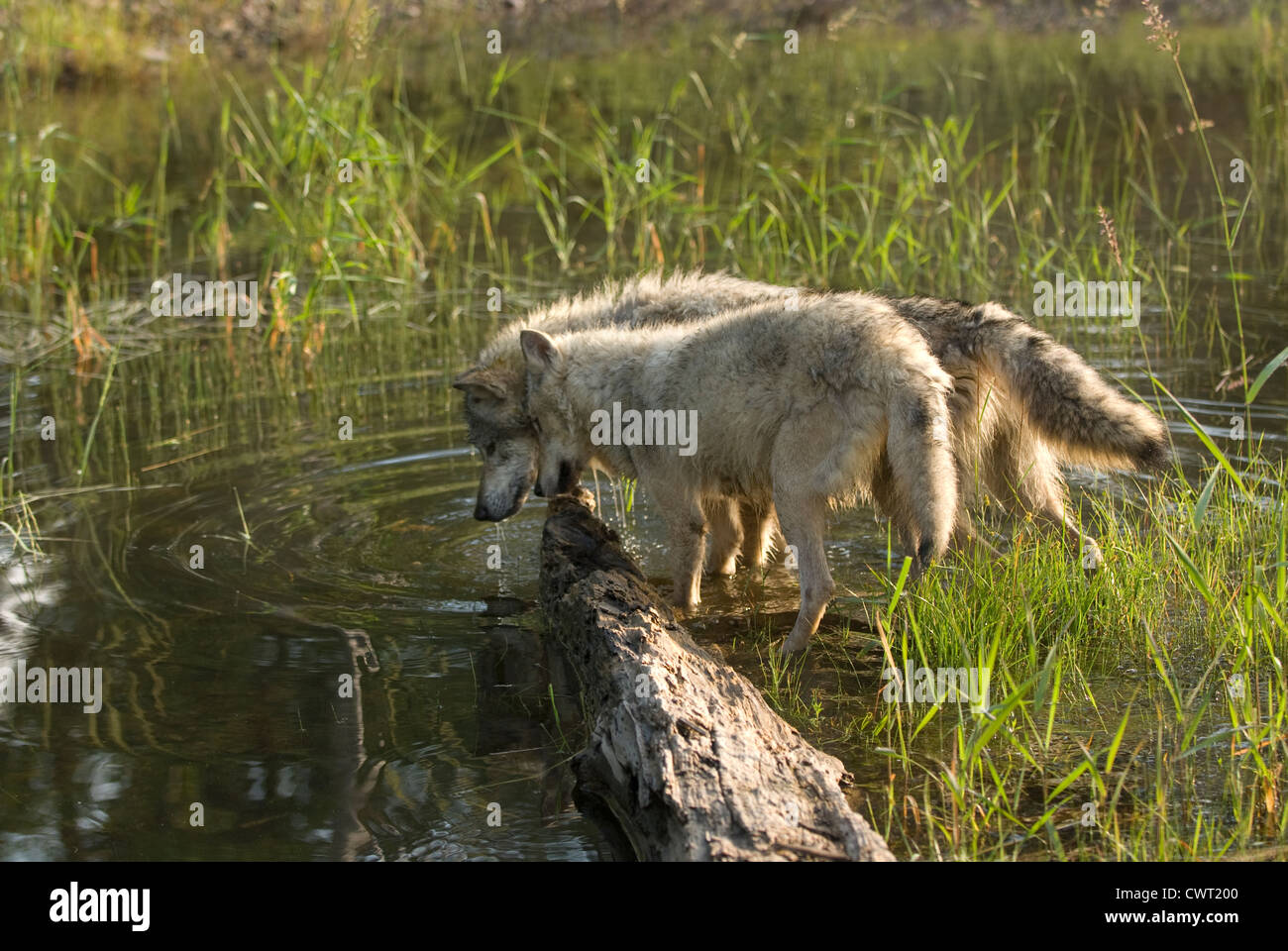 Two wolves playing in the water of a shallow pond Stock Photo