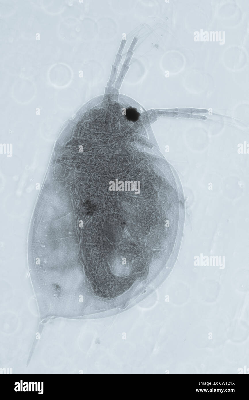 science microscopy micrograph animal water flea, Magnification 50X. Stock Photo