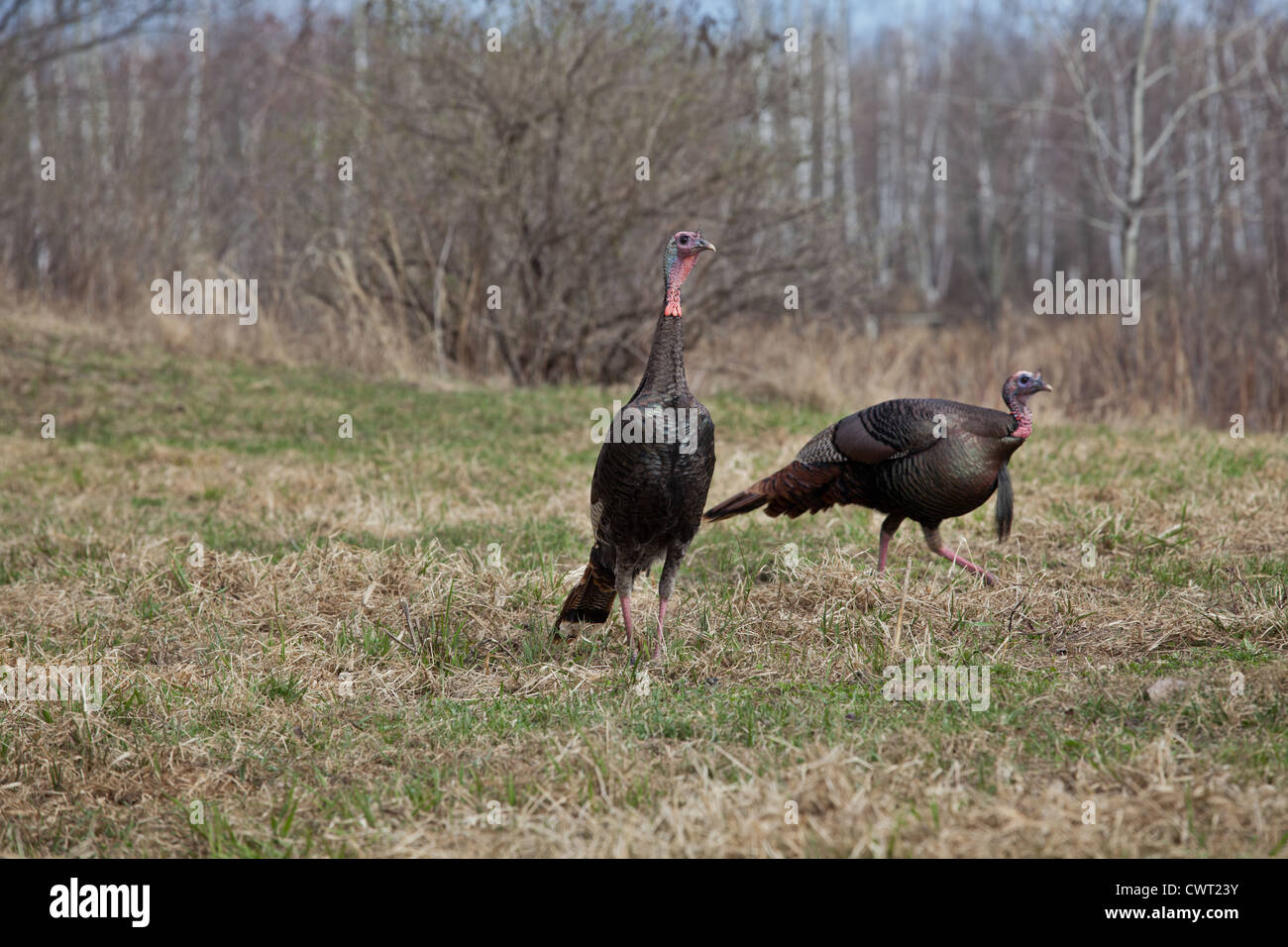 Eastern wild Turkey Stock Photo Alamy