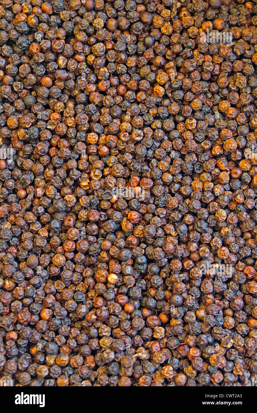 Black pepper Black peppercorns spicy flavour hot Stock Photo Alamy