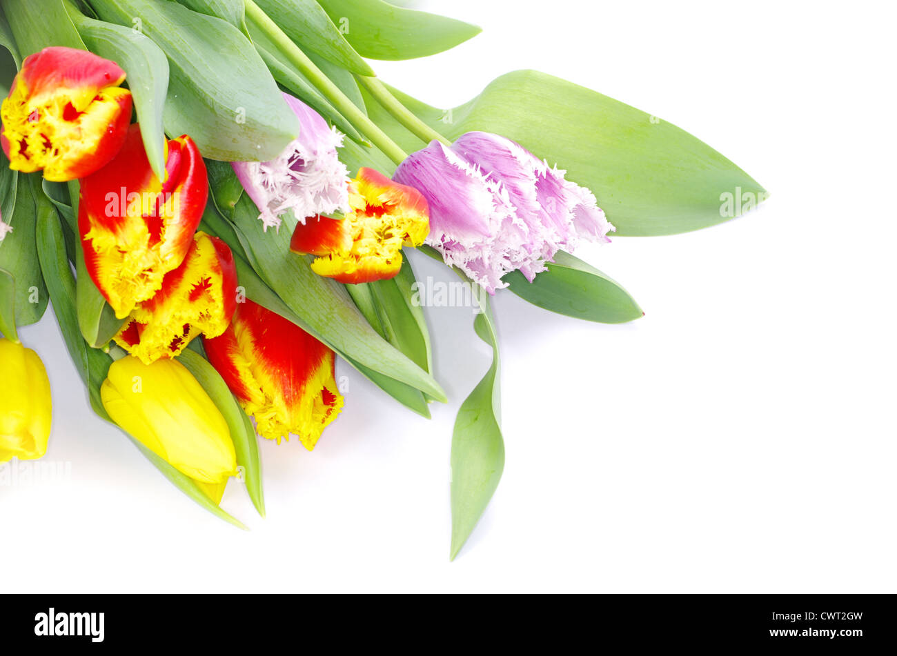 bouquet of the tulips on white background Stock Photo - Alamy