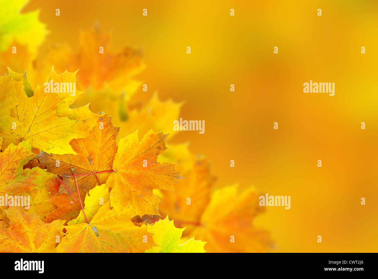 Dry maple oak leaves hi-res stock photography and images - Alamy
