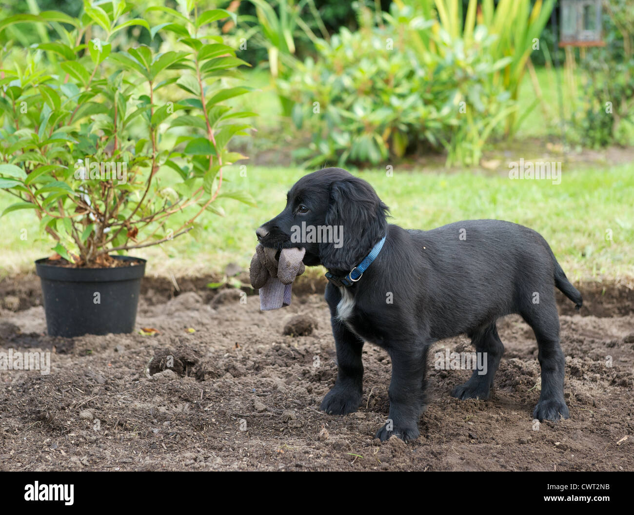 10 week old Working Cocker Spaniel puppy dog. Helping out with the gardening. Stock Photo