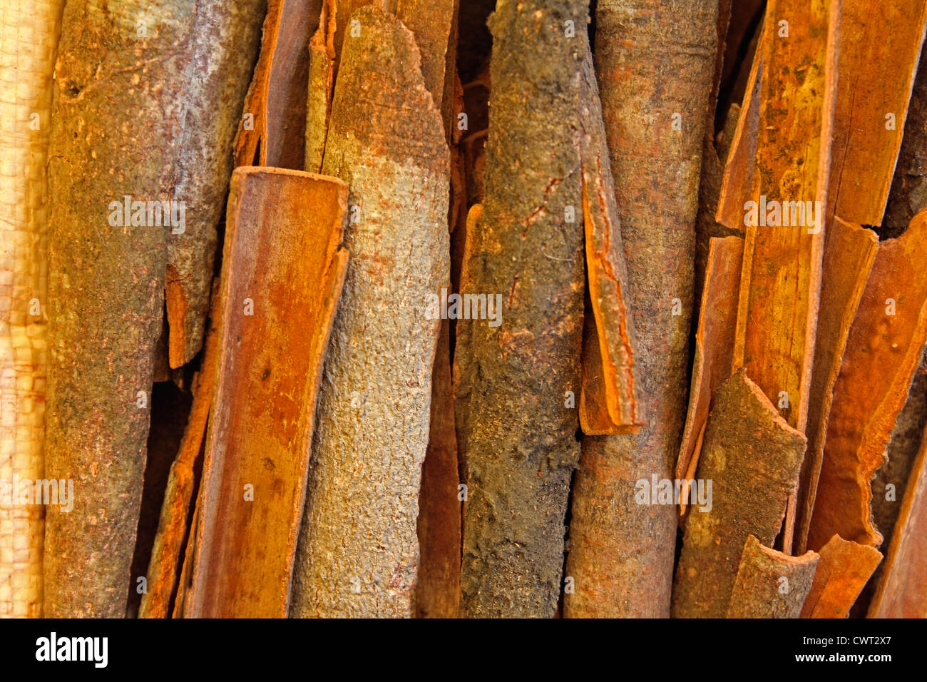 True cinnamon comes from the inner bark of a tree called Cinnamomum verum Stock Photo