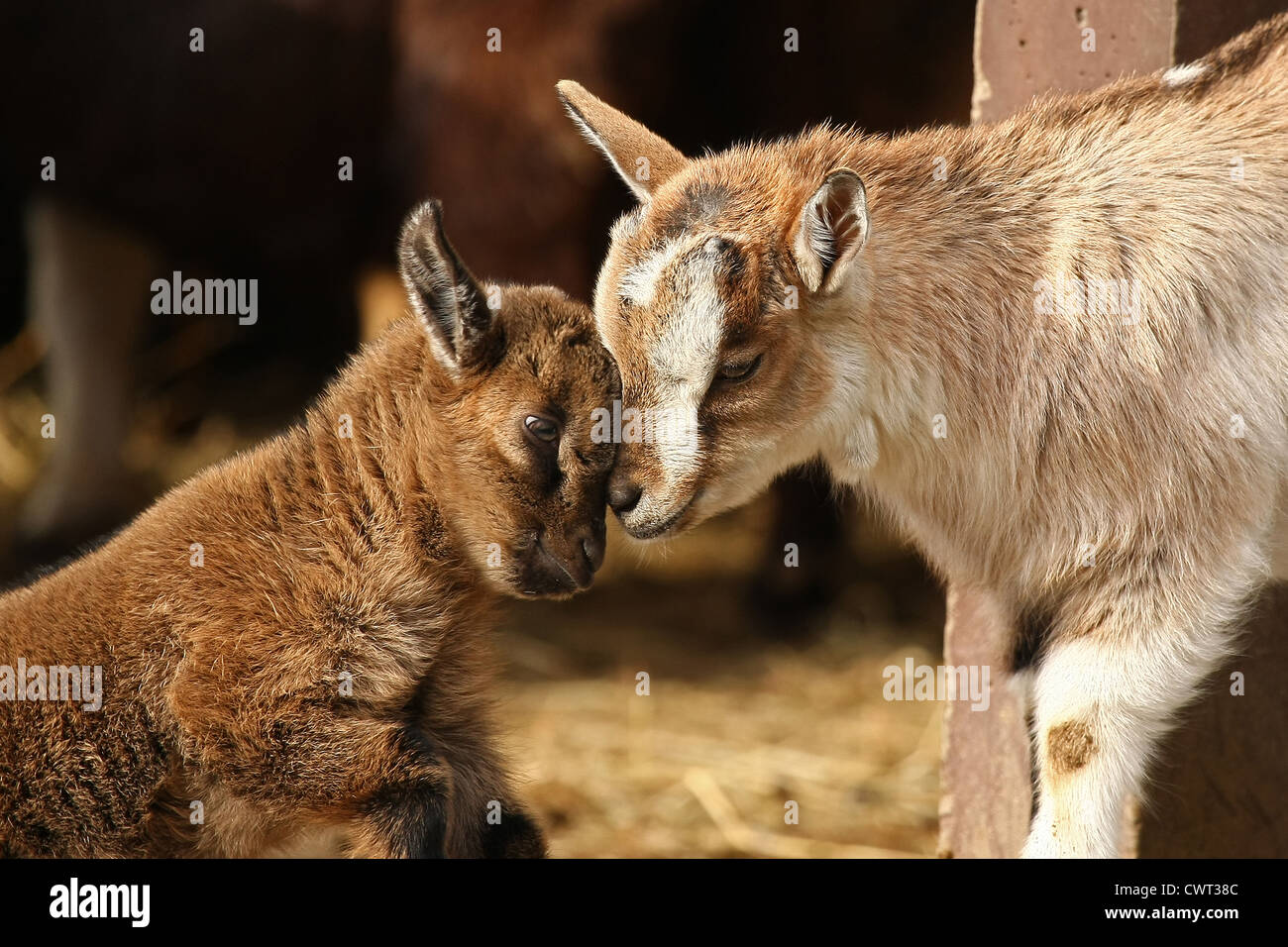 young african pygmy goats Stock Photo