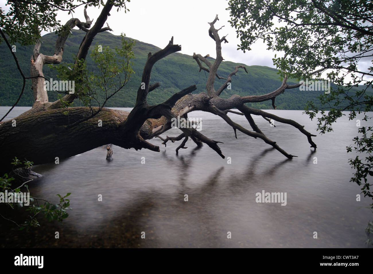 A tree fallen across a lake Stock Photo