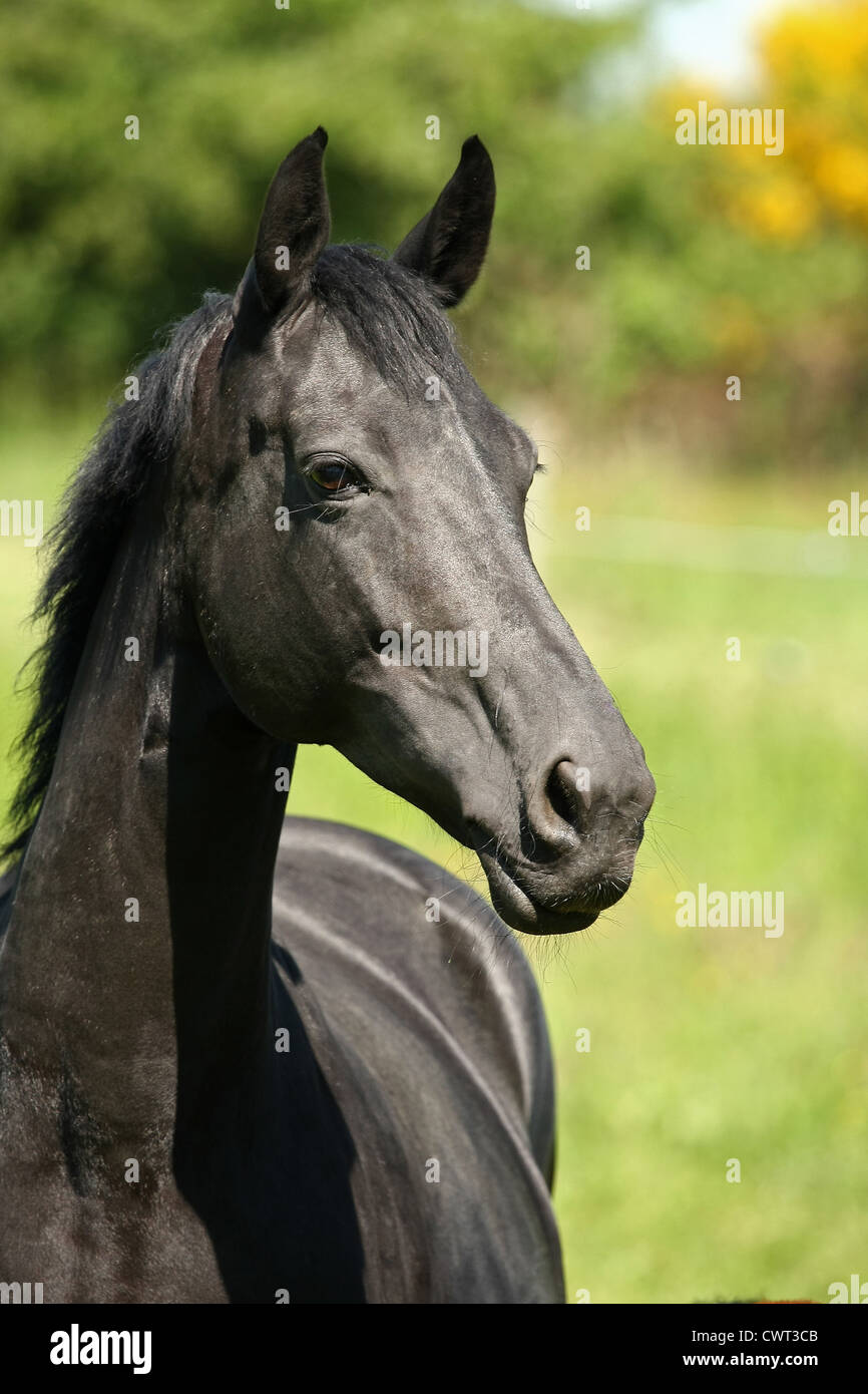 Black horse portrait in hi-res stock photography and images - Alamy