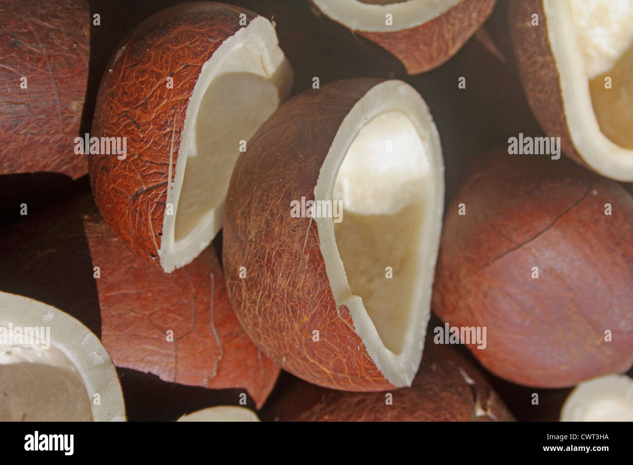 Dry coconut (Cocos nucifera), used in cooking and for oil Stock Photo