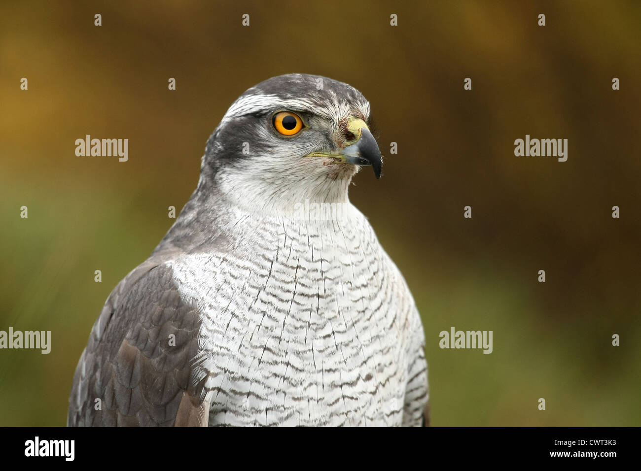 hawk Stock Photo