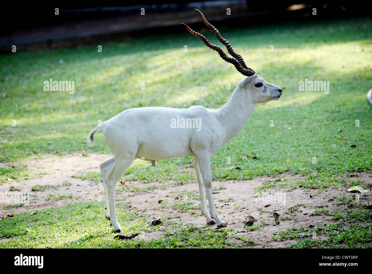 White Antelope High Resolution Stock Photography and Images - Alamy