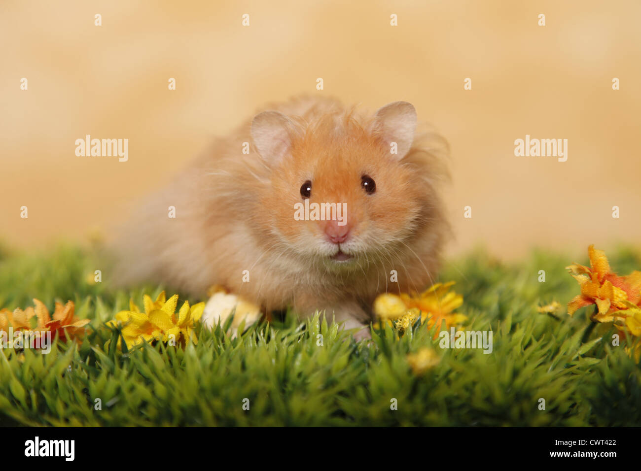 Golden hamster on moss hi-res stock photography and images - Alamy