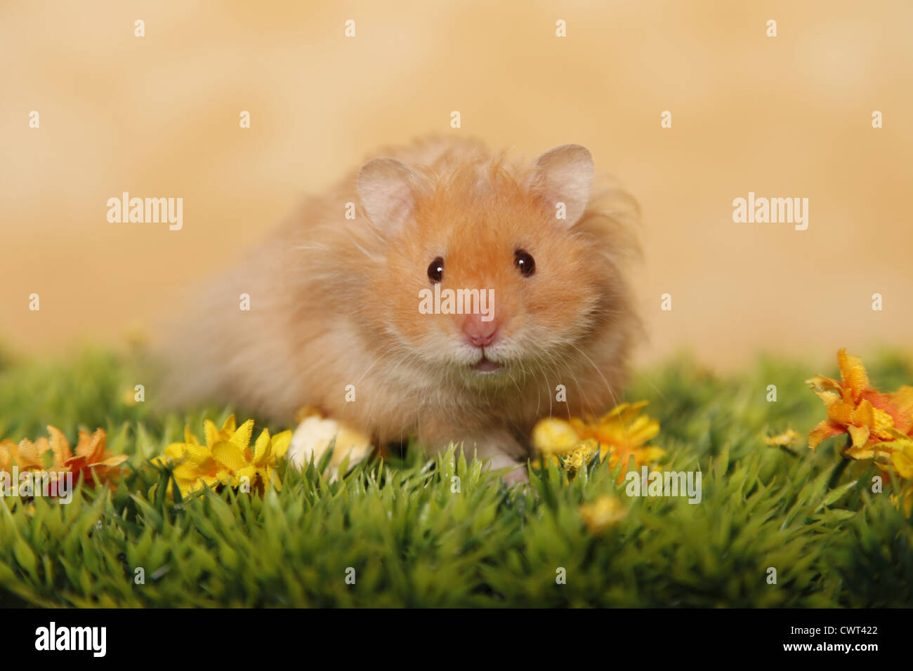 Teddyhamster Longhaired Hamster Stock Photo 50317178 Alamy