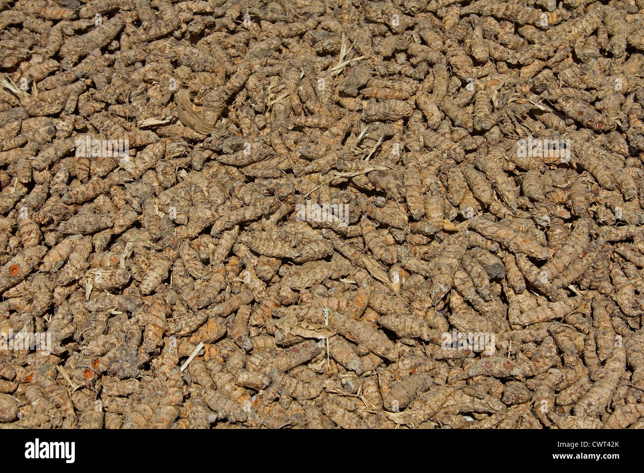Turmeric, Curcuma longa being processed for drying and powdering, Wai, Satara, Maharashtra, India Stock Photo