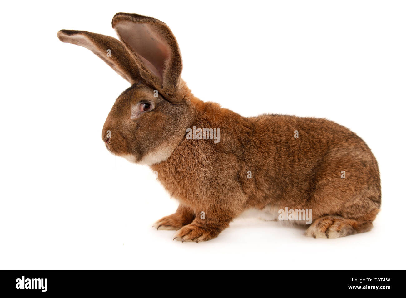Giant rabbit german animal hires stock photography and images Alamy