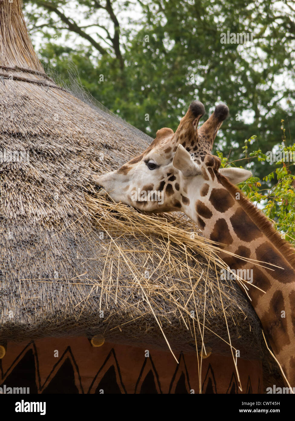 Giraffe Eating Straw Stock Photo