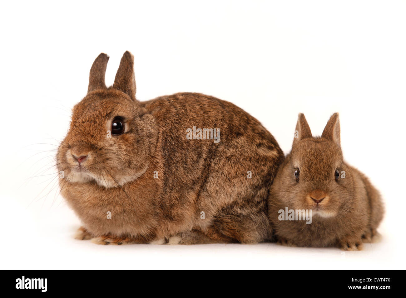 Farbenzwerg / dwarf lop-eared bunny Stock Photo