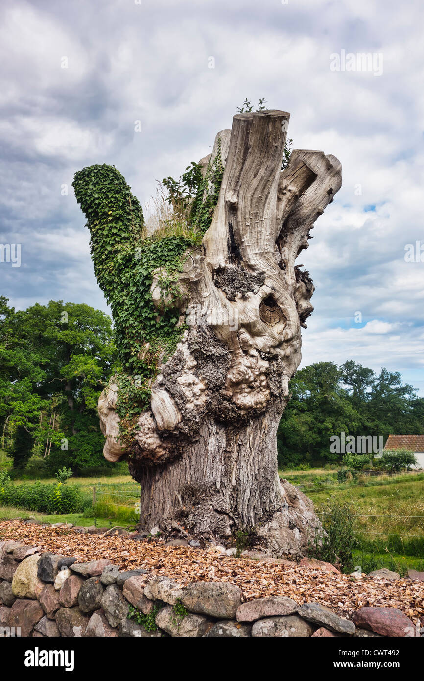 Tree stump over grown with green leaves Stock Photo