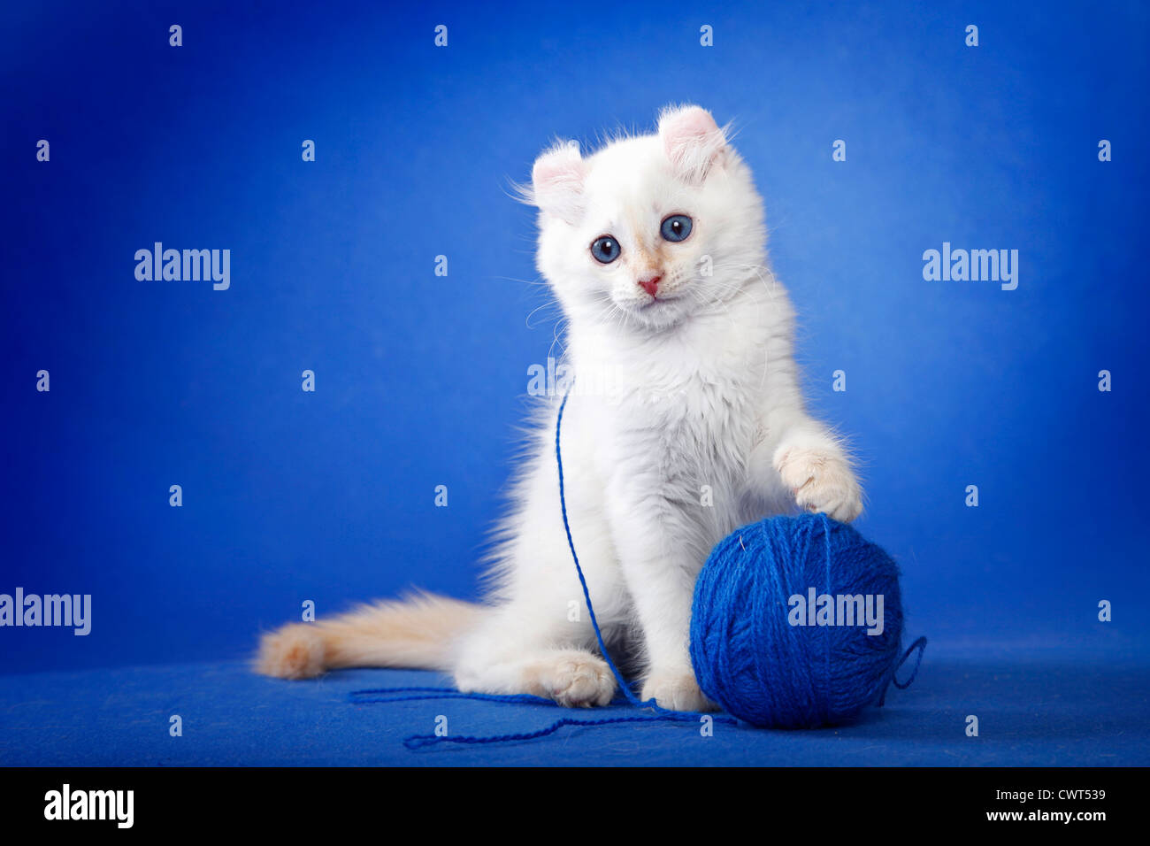 American Curl Kätzchen / American Curl kitten Stock Photo - Alamy